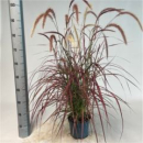 Pennisetum advena 'Fireworks'