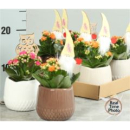 Kalanchoe im Übertopf