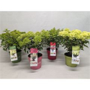 Hydrangea pan. Busch