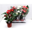 Anthurium gemischt