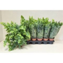 Phlebodium aureum 'Davana'