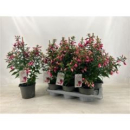 Fuchsia 'Rosalien'