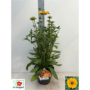 Rudbeckia Kübel