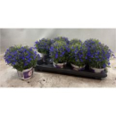 Lobelia erin. 'Compacta Blue'