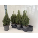 Picea glauca 'Perfecta'
