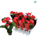 Anthurium andr. rot