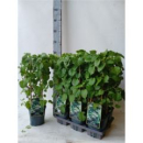 Hydrangea anomala subsp. petiolaris