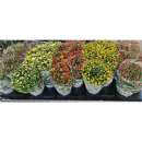 Chrysanthemum 'Garden Mums'