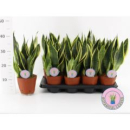 Sansevieria trifa. 'Futura Superba'