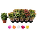 Kalanchoe  gefüllt Mix