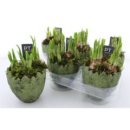 Narzissen in Ei grün