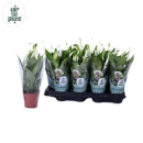 Mini Spathiphyllum 'Chopin'