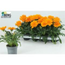Gazania orange