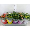 Kalanchoe  gefüllt Mix