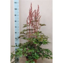 Astilbe 'Mighty Chocolate Cherry'