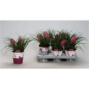 Tillandsia cyanea