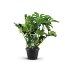 Monstera deliciosa