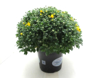 Chrysanthemum ind. Kübel