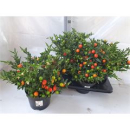 Solanum pseudocapsicum 'Bartoli' orange