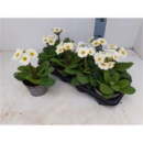 Primula elatior weiß