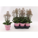 Kalanchoe "Surprising Canyon"