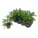 Araucaria heterophylla