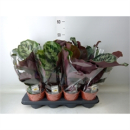 Calathea "Kennedy"