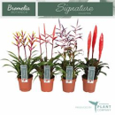 Bromelia gemischt