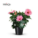 Hibiscus rosa-sin. pink