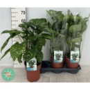 Homalomena wal. 'Camouflage'