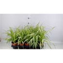 Chlorophytum com. 'Variegatum'