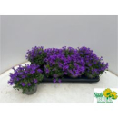 Campanula porten.