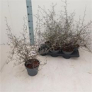 Corokia Cotoneaster