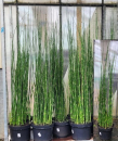 Equisetum hyemale