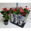 Anthurium andr. 'Jambo Red'