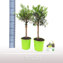 Olea europaea Stämmchen