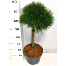 Pinus mugo 'Varella'