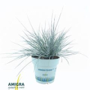 Festuca glauca 'Compacta Blue'