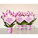 Phalaenopsis Bogen "Happy Valentines"rosa
