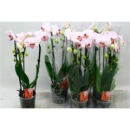 Phalaenopsis "Cascade" hellrosa