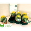 Echinocactus grusonii