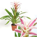 Guzmania 'Linea Pink'