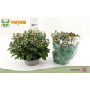 Chrysanthemum ind. Quattro-Schale