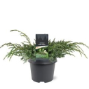 Juniperus squamata 'Blue Carpet'