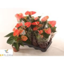 Anthurium andr. orange