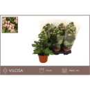 Kalanchoe  'Feminine Pink'