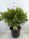 Skimmia jap. 'Yuki'