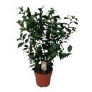 Camellia japon. "Brushfield Yellow"