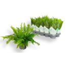 Nephrolepis exal. 'Green Moment'