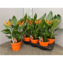 Strelitzia mit Kunstblüte
